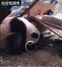 手机版安卓下载方法最新:自家院子里竟发现正在熟睡的大熊猫！