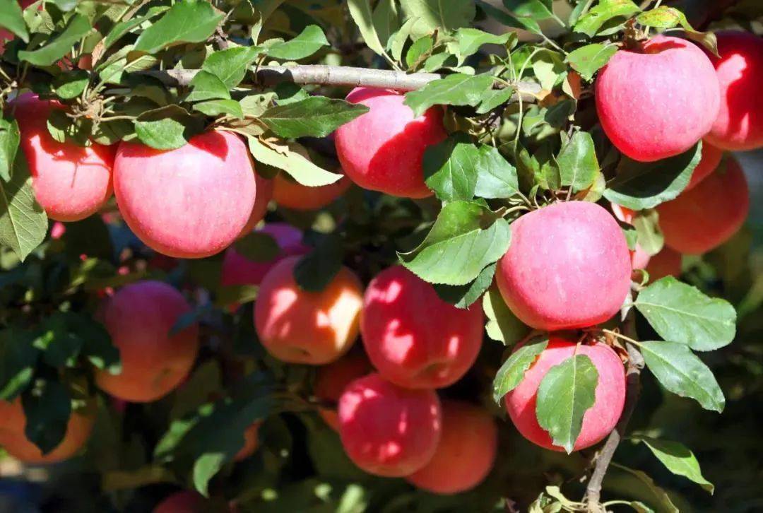 白水苹果最新新闻白水苹果和洛川苹果哪个好吃